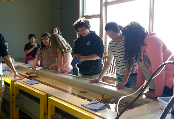 Pescadero Middle School students looking at starfish at the Seymour Center from their field trip to UCSC. 